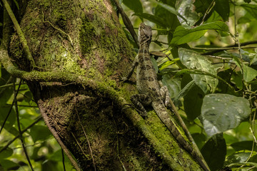 Panama Lizard