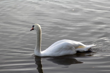 Mute swan