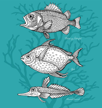 Set Fish Blotch-eye Soldierfish, Opah, Armored Gurnard Black & White