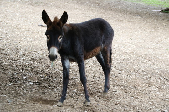 Donkey, Asinus, Ass, Equus asinus asinus / The African wild ass is the ancestor of the Equus asinus asinus.