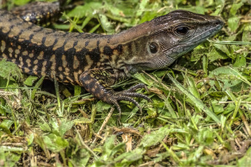 Panama Lizard