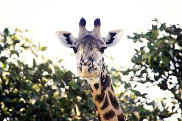 Giraffe
