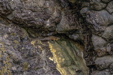 Panama Lizard