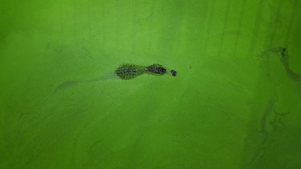 Krokodil in grünen Wasser
