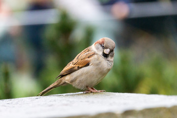 Spatz