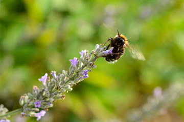 Lavendel