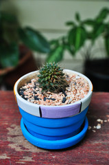 small cactus in pot
