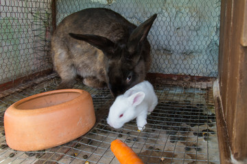 Naklejka premium Mother rabbit with newborn bunny