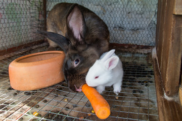 Naklejka premium Mother rabbit with newborn bunny