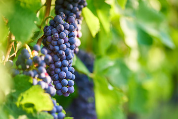 grapes on the vine 
