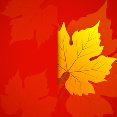 Autumn Maple Leaf Vector Background