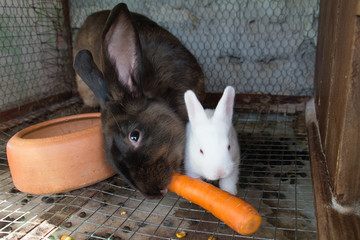 Naklejka premium Mother rabbit with newborn bunny