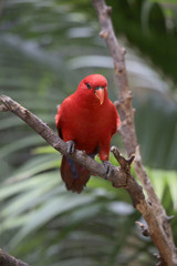 Edelpapagei Weibchen (Eclectus roratus)