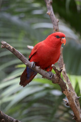 Edelpapagei Weibchen (Eclectus roratus)