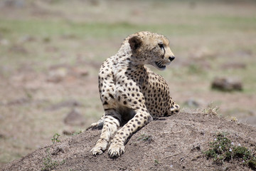 Cheetah (Acinonyx jubatus)