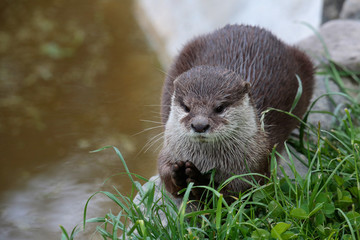 Zwergotter (Aonyx cinerea) am Wasserrand  