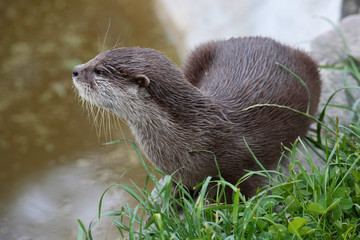 Zwergotter (Aonyx cinerea) am Wasserrand