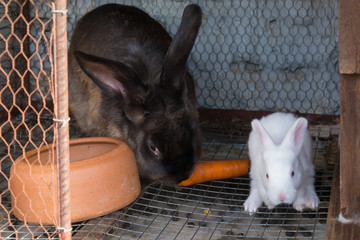 Naklejka premium Mother rabbit with newborn bunny