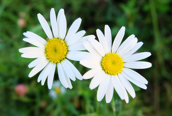 Obraz premium Camomiles in the grass in the summer forest.