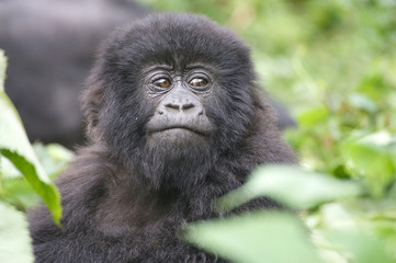 Baby mountain gorilla