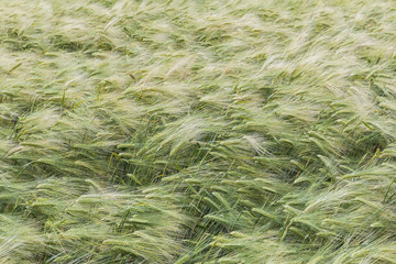 Detail Barley Field