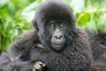 Baby mountain gorilla
