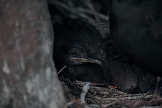 Baby Cormorant