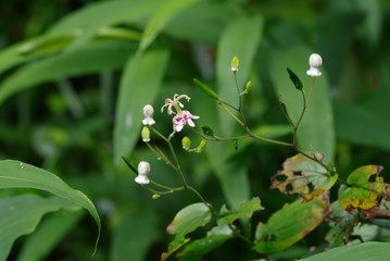 Obraz premium Tricyrtis macropoda