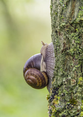 Roman snail closeup