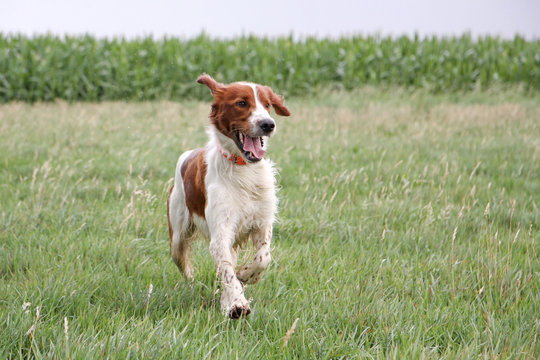 irish setter running on wet grass