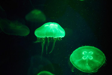 Illuminate jellyfish. Medusa in aquarium.