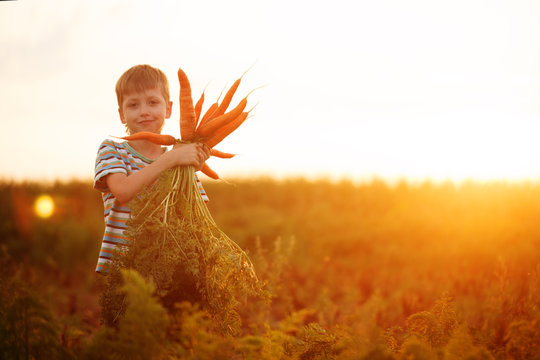 Adorable little kid boy picking carrots in domestic garden on the sunset