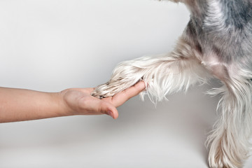 The dog gives a paw in a childish hand.