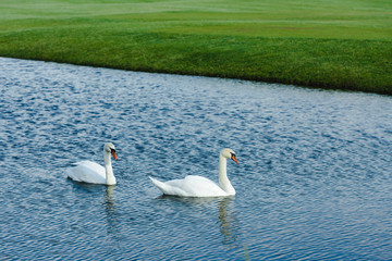 Pair of beautiful white swans swimming in pond at daytime