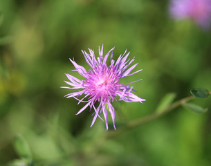 Greater knapweed
