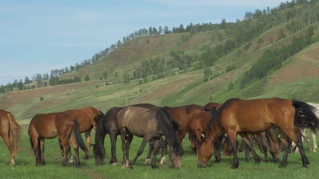 Domestic horses graze in a meadow.