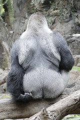 Back view of a gorilla scratching a buttock © Raquel Pedrosa