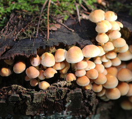 sulphur tuft