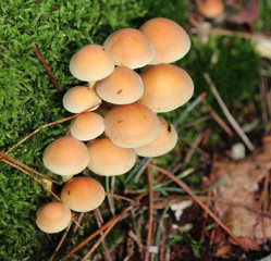 sulphur tuft
