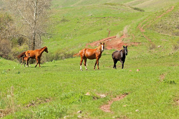 Naklejka na ściany i meble Horses and foal on summer pasture