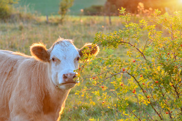 Kalb ländlich im Sommer mit Sonnenlicht. Kuh auf der Weide