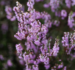 common heather