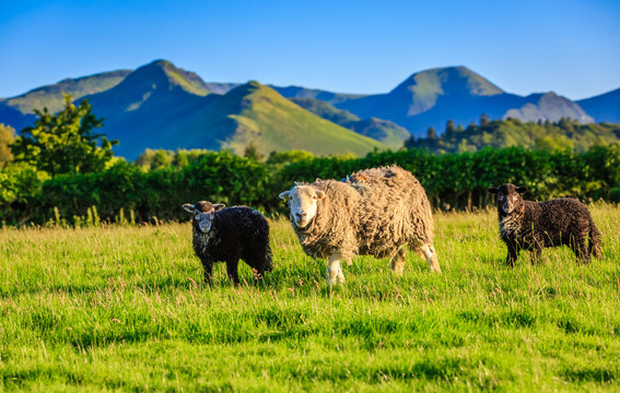 Herdwick Sheep In The Lake District, Cumbria, England