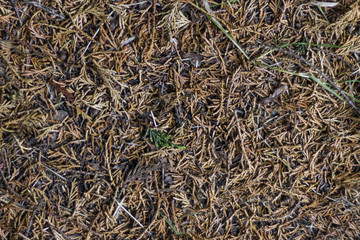 Bracken texture