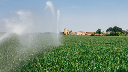Fototapeta na wymiar Irrigation system pumping water on a wheat field, Italy