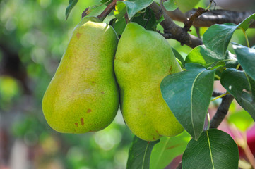 Ripe green pear on the branch. Organic pears grow in orchards
