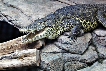 An image of a crocodile
