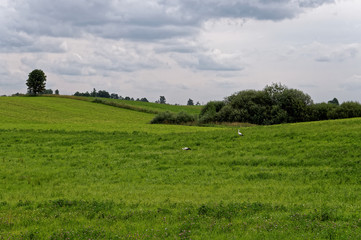 Fototapeta premium Stork in a green meadow. Single tree in background. Cloudy sky, beauty of the village.