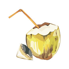Vector coconut hand drawn sketch. Watercolor vector tropical food illustration. Isolated on white background.