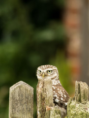 Little Owl looking over a fence post (athene noctua)